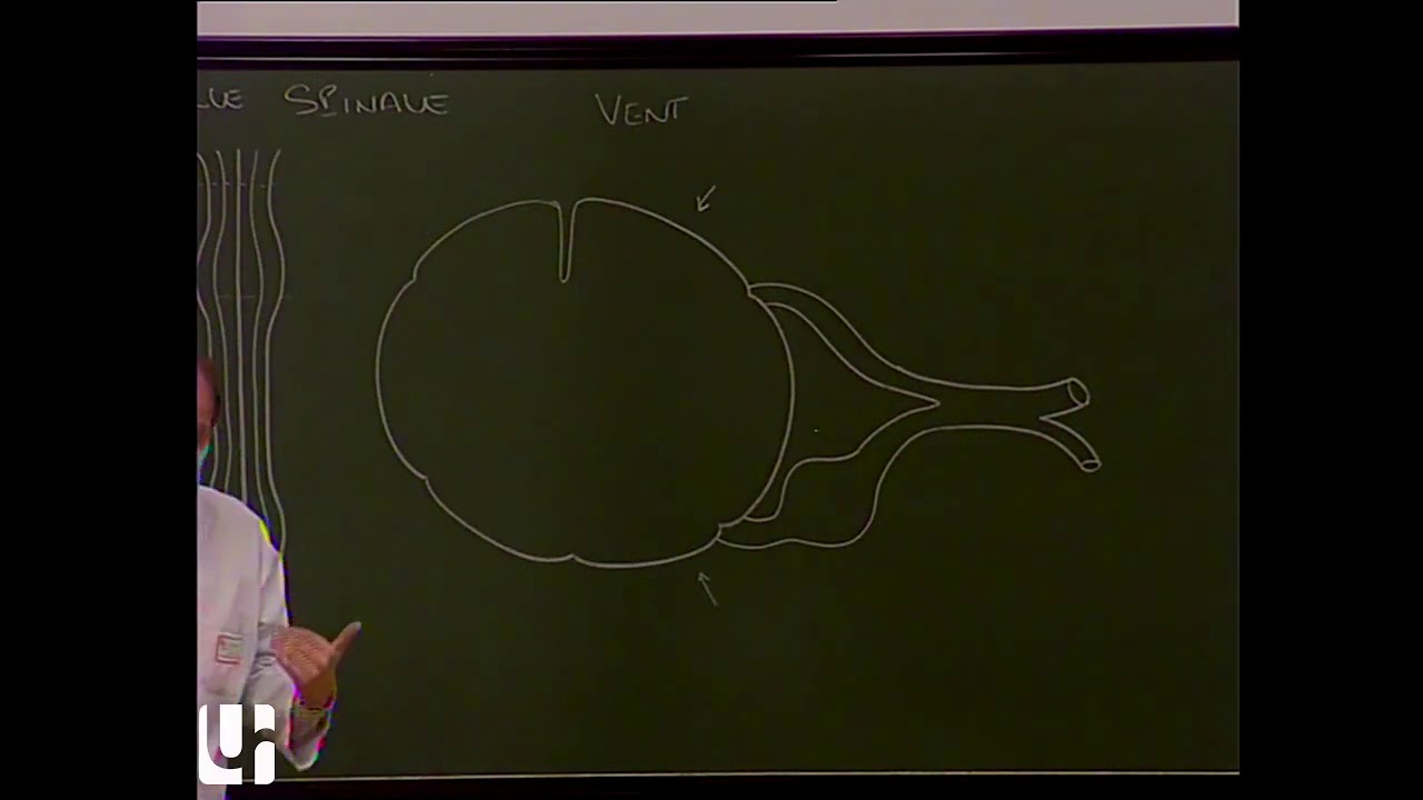 Neuroanatomie 1 : Moelle spinale et tronc cérébral [Anatomy of the spinal cord and brainstem]