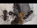 Racist Ant Colony