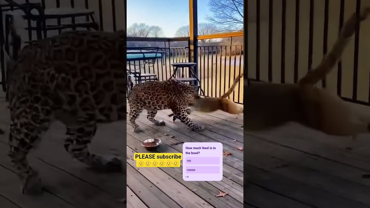 Monkey 🐒vs. Leopard 🐅to Save a Kitten🐱.원숭이 🐒가 새끼 고양이 🐱를 구하기 위해 표범 🐅과 맞서다子猫 🐱を救うために、サル 🐒がヒョウ 🐅に立ち向かう