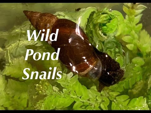The Marsh Pond snail - Ladislavella elodes