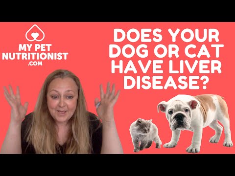 How To Know If Your Cat or Dog Have Liver Disease