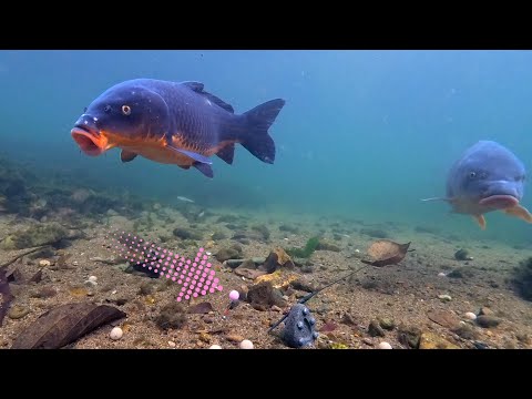 They Go Straight for the Pink Bait! Winter Carp Underwater