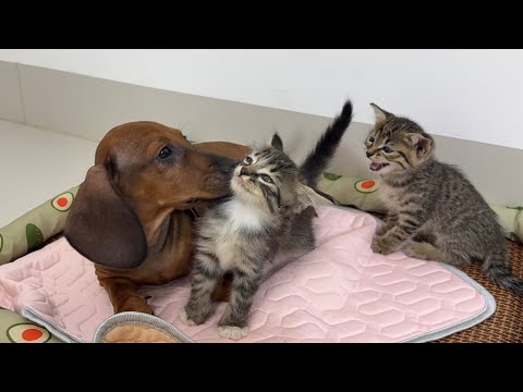YouTube 썸네일
