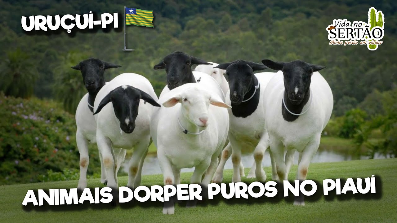 ANIMAIS DORPER PUROS NO PIAUÍ #dorper #ovelhas #cabras