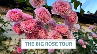 June Rose Tour, David Austin Roses In My Cottage Garden// Cottoverdi