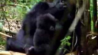 Mother and Baby Gorilla