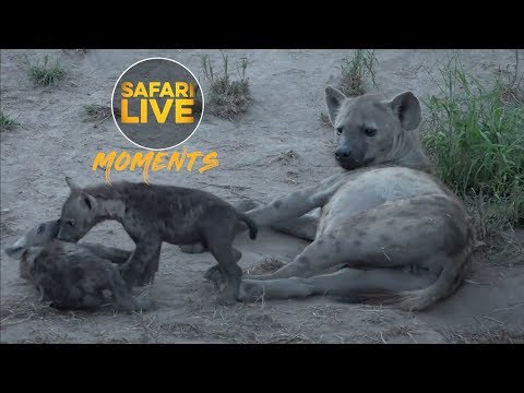 New Hyena Cubs at Djuma Den