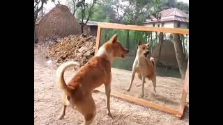 funny dog still can't believe what he see 🤣🤣🐕 funny dog