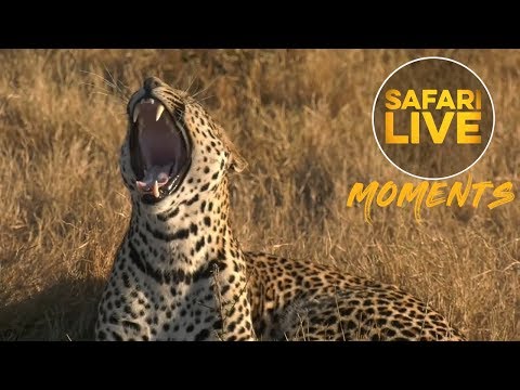 Hosana the Leopard Has A Slow Morning Wake Up