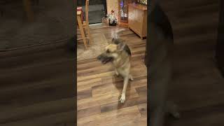Video preview image #1 German Shepherd Dog Puppy For Sale in Webster, WI, USA