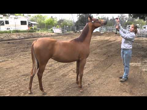 Afires Rosesong (Afires Vision x Fire Khlassix) Yearling, Mar 31, 2012