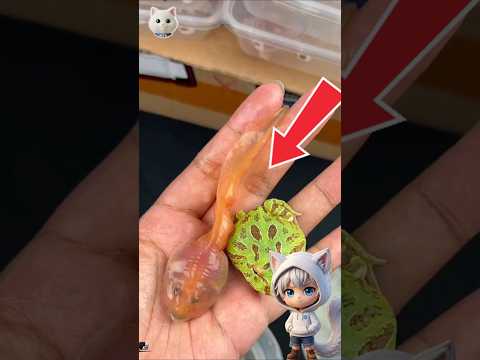 ลูกอ๊อดใหญ่เท่ากบ