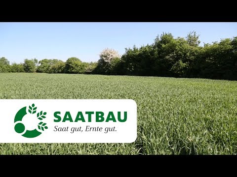 Problemunkräuter im Weizen