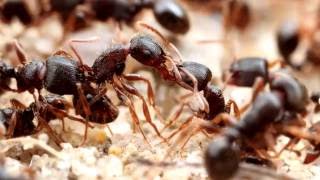 Pavement Ants (Tetramorium) | AntsCanada Tutorial