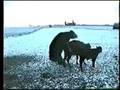 порно C ЖИВОТНЫМИ Porno ANIMAL 