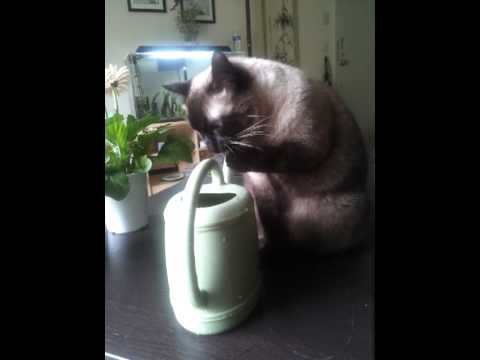 Poofii, outdoing Mama