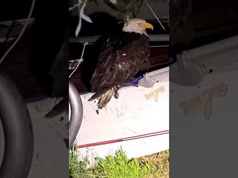 An injured Big Bear eagle believed to be Jackie is taken to a rehab facility