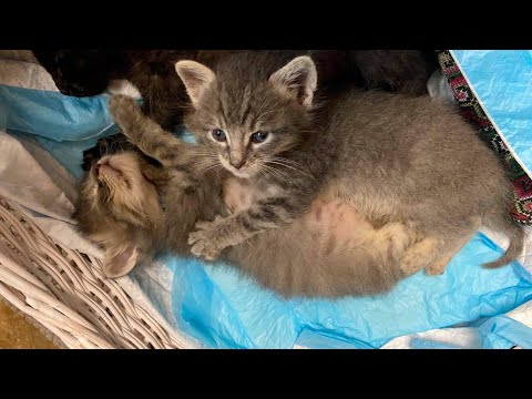 3 Week NFC Kittens Play Minutes After Eating for First Time in Days