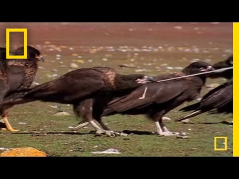 Striated Caracara Falkland Islands documentary