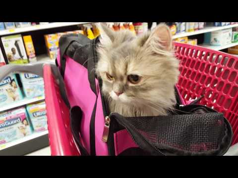 CleoCATra went to TARGET!