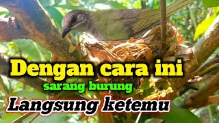Download lagu FINDING A BIRD'S NEST | TRAIL OF ABRAG'S CHILD mp3 Download lagu FINDING A BIRD'S NEST | TRAIL OF ABRAG'S CHILD mp3