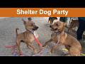 Dog TV Daycare 38
