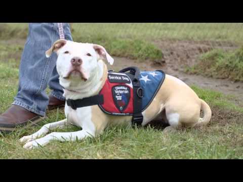 UPS - Your Wishes Delivered  A Veteran's Best Friend