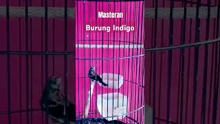 Download lagu Masteran nyeret kasar burung indigo mp3