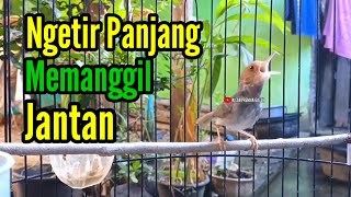 Download lagu PRENJAK BETINA NGETIR PANJANG Istimewa Suara Jernih Memanggil Prenjak Jantan cocok buat Masteran. mp3