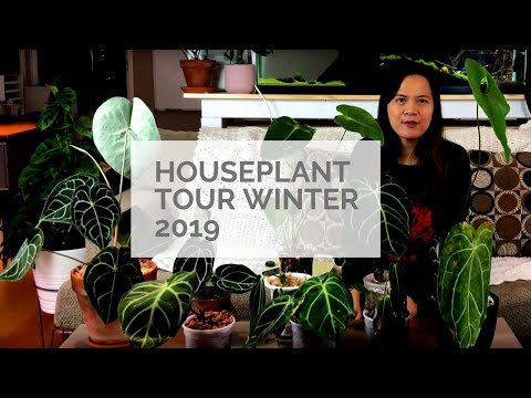 Houseplant Tour Winter 2019 | Part 1 Anthurium and Alocasia