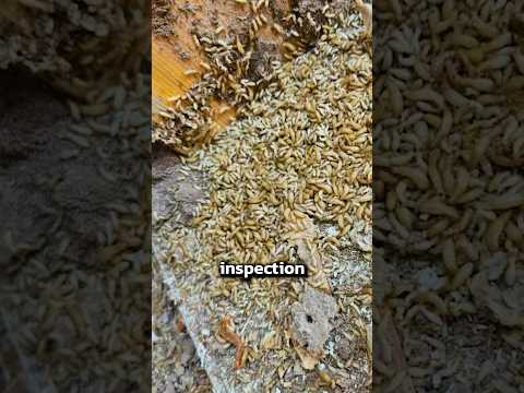 GET RID OF TERMITES and Prevent Them 🐜
