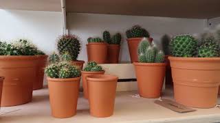 Houseplant Shop Tour ~Nell & Green Botanics Suffolk