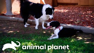 Chase the Dog Joins the Family Farm | Pit Bulls & Parolees | Animal Planet