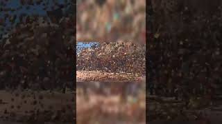 Check out the Full Battle of Knack vs Goblin #knack #goblin #battle (link down below)