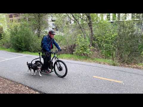 Electrified Kickbike - KickbikeUSA CrossMax 20d+ with DogPoweredScooter attachment for my husky mix.
