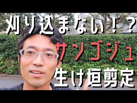 生垣を刈る時期は重要ですか？誰のため？  庭園