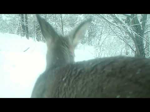 🦌Në ndjekje të Kaprollit🦌#nationalgeographic #kosova #wildlife