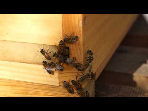 Förberedelse matning vinterfoder, närbilder flusteröppning