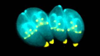 Dana Bergquist & Peder G - Hubbabubba (Drop Out Orchestra Remix)