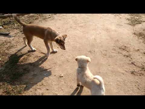 Small Dog V/S Big Dog Fighting Pupies in Parbat Nepal Danger Moment