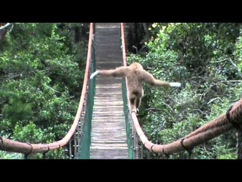 Gibbon on the Monkeyland bridge