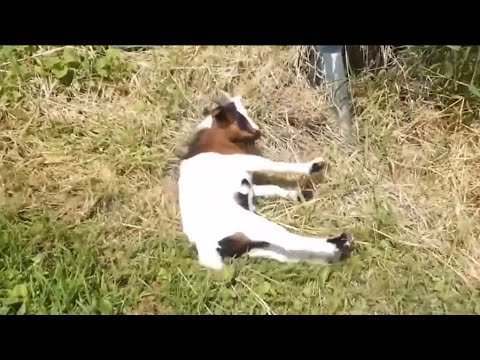 Best fainting goats 2023