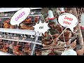 Reasons why I do deep litter system but not battery cage system in poultry farming