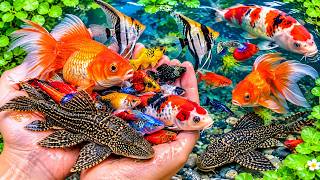 Download lagu Amazing Big Koi & Goldfish Collection | Colorful Fish Paradise in Small pond mp3