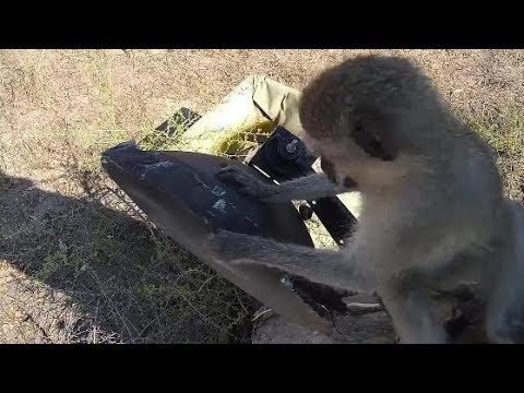 Djuma: Vervet Monkeys at cam tree - 14:06 - 09/17/19