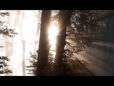 Discorso all'Umanità  (da sentire almeno una volta nella vita)