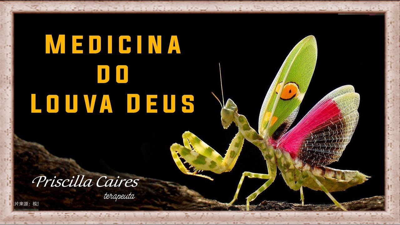 Medicina e meditação do arquétipo animal de poder louva-deus