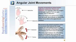 The Skeletal System 2 - Types of Joint Movements