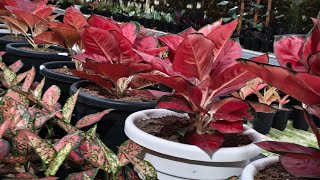 Download lagu Tanaman Hias aglonema mp3