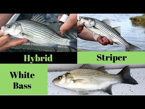 download lagu mp3 mp4 White Bass Vs Striped Bass, download lagu White Bass Vs Striped Bass gratis, unduh video klip White Bass Vs Striped Bass